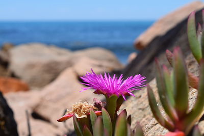 Close-up of flower against sea