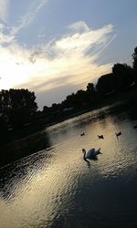 Swans swimming in lake against sky during sunset