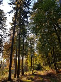 Trees in forest