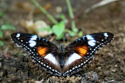 Close-up of butterfly on plant