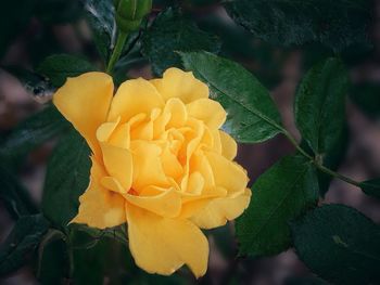 Close-up of yellow rose blooming outdoors