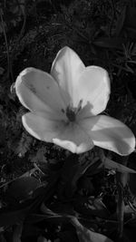 Close-up of white flowers