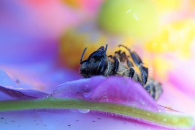 Close-up of insect pollinating on pink flower