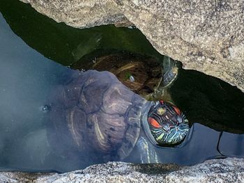 High angle view of turtle in sea