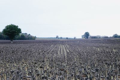 Scenic view of field against clear sky