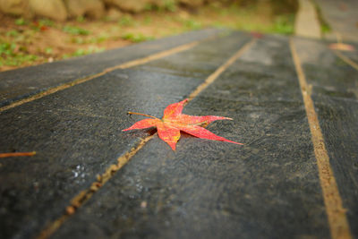 High angle view of maple leaf on road during autumn