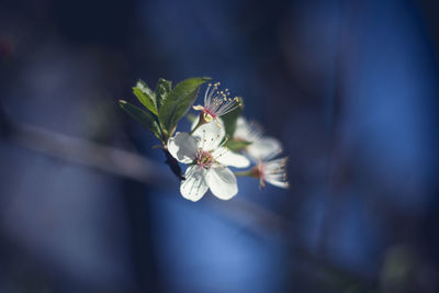 Close-up of white flower