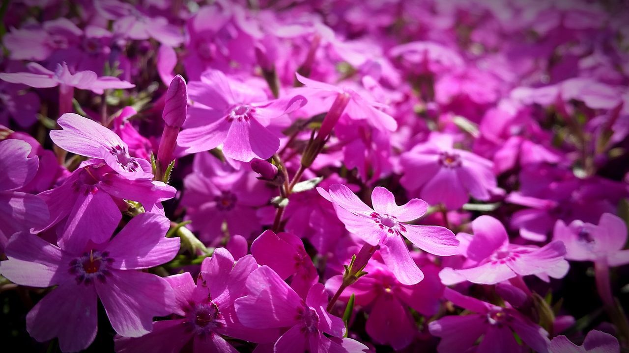 freshness, flower, full frame, backgrounds, fragility, growth, beauty in nature, close-up, petal, detail, branch, flower head, nature, springtime, pink color, blossom, selective focus, in bloom, botany, day, purple, scenics, softness, abundance, bloom, cherry blossom, focus on foreground, cherry tree