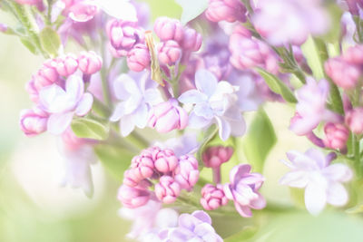 Close-up of pink flowering plants