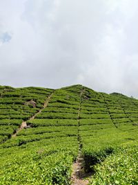 Scenic view of agricultural field against sky