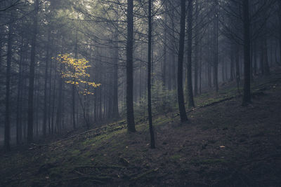 Undergrowth in the mist in autumn, a disturbing atmosphere