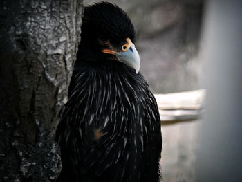 Close-up of bird