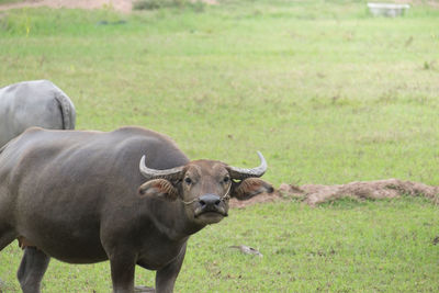 Buffalo in the field, thailand