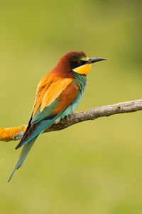 Close-up of bird perching on branch