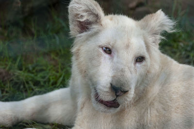 Young white lion