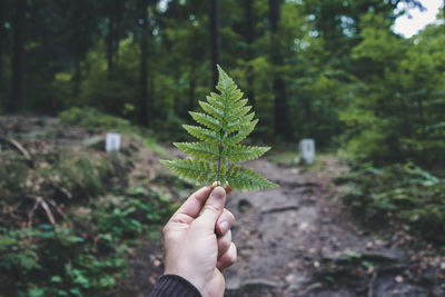 Cropped hand of person holding leaf against trees in forest