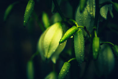 Close-up of water drops on plant