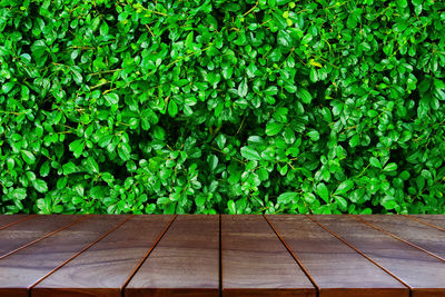 Close-up of ivy growing on footpath