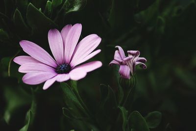 Close-up of pink flowers blooming outdoors