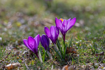 Close-up of purple crocus flowers on field