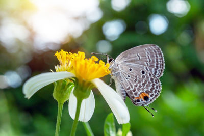 Close-up of butterfly pollinating on yellow flower