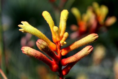 Close-up of flowering plant