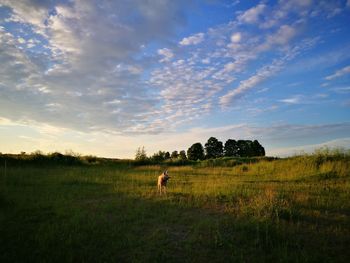Man on field against sky during sunset