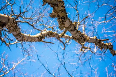 Low angle view of bare tree against sky