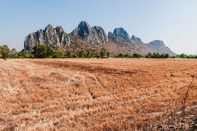 Scenic view of field against clear sky