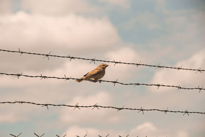 Low angle view of birds perching on fence