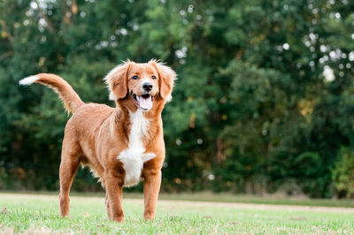 Portrait of dog on grass