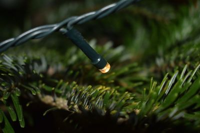 Close-up of water drop on plants