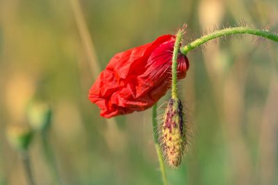 Close-up of red flower