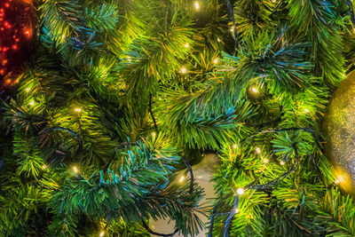 Close-up of christmas tree at night