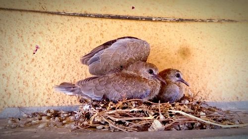 Close-up of birds in nest