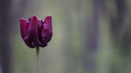 Close-up of purple flowering plant