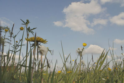 Close-up of yellow flowers blooming on field against sky