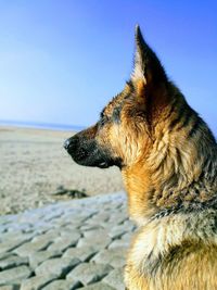 Close-up of dog against clear sky