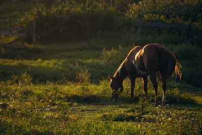 Horse grazing in field