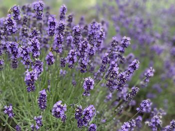 Close-up of purple flowering plants on field