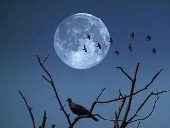 Low angle view of silhouette birds flying against sky