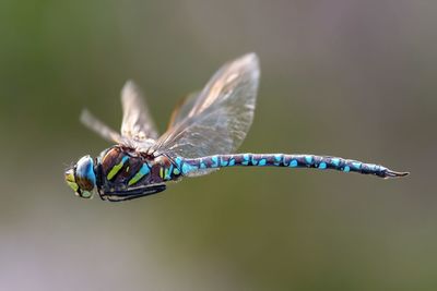 Close-up of dragonfly flying in mid-air