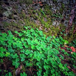 Close-up of moss growing on plant