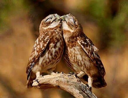 animal themes, animals in the wild, one animal, wildlife, focus on foreground, bird, close-up, side view, full length, nature, looking away, perching, outdoors, zoology, day, bird of prey, no people, owl, animal head, vertebrate