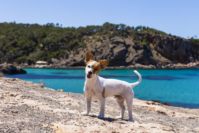 Portrait of dog on rock at beach against clear sky