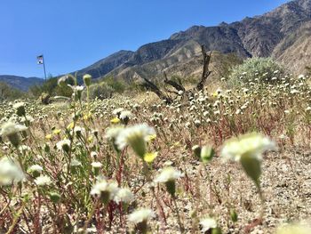 Scenic view of flowering plants on field against clear sky