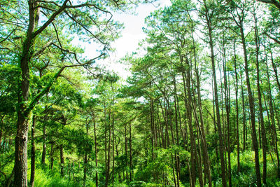 Low angle view of bamboo trees in forest