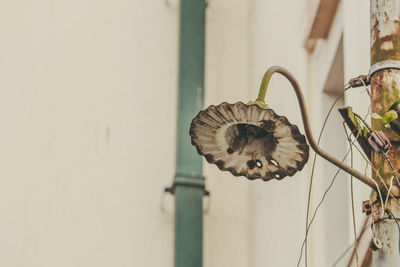 Close-up of shell on metal wall