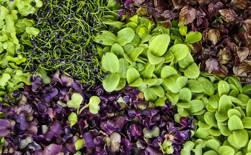 Full frame shot of vegetables