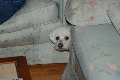 Dog lying on floor